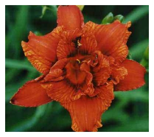 HEMEROCALLIS x 'Double Bourbon'